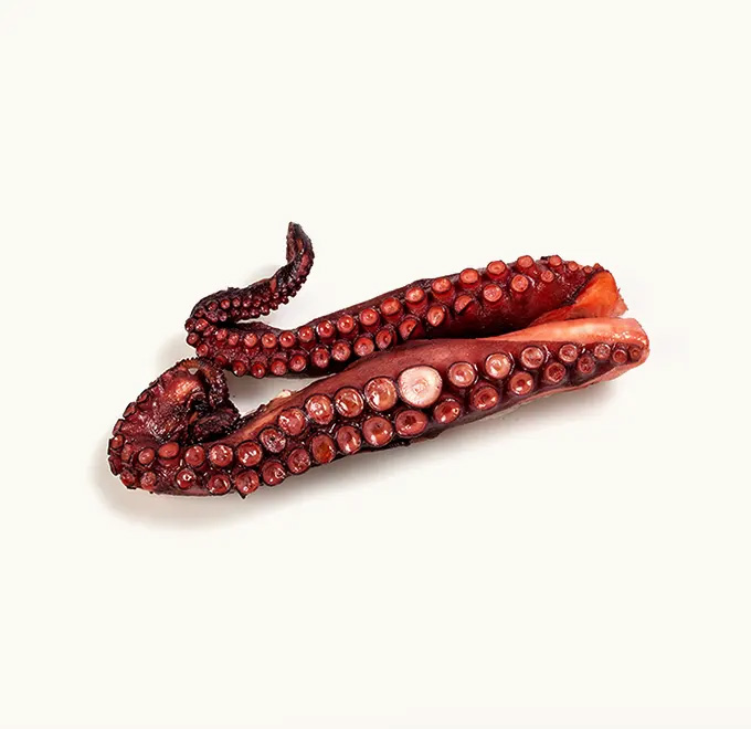 pulpo-tentaculo